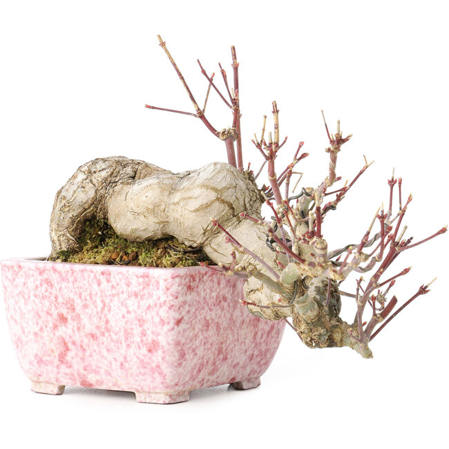 Acer palmatum, 8,5 cm, ± 20 anni