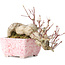 Acer palmatum, 8,5 cm, ± 20 jaar oud