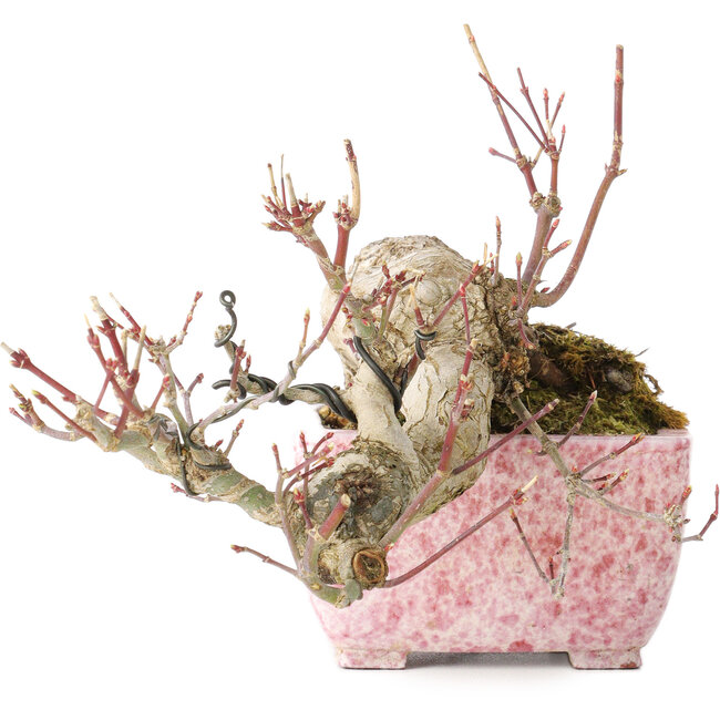 Acer palmatum, 8,5 cm, ± 20 jaar oud