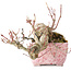 Acer palmatum, 8,5 cm, ± 20 jaar oud