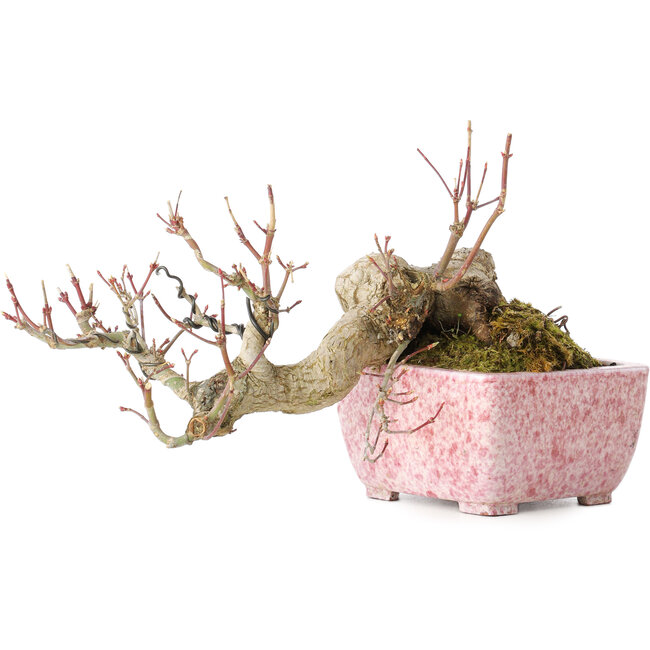 Acer palmatum, 8,5 cm, ± 20 Jahre alt