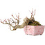 Acer palmatum, 8,5 cm, ± 20 jaar oud