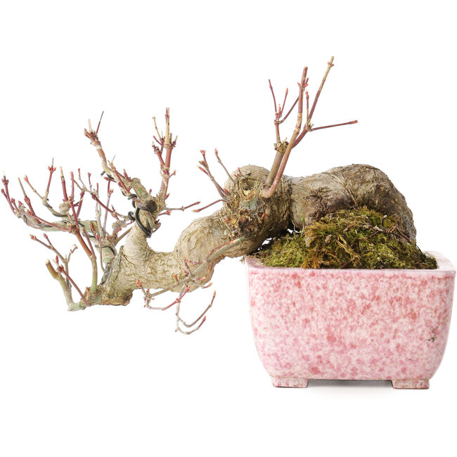 Acer palmatum, 8,5 cm, ± 20 años