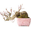 Acer palmatum, 8,5 cm, ± 20 years old