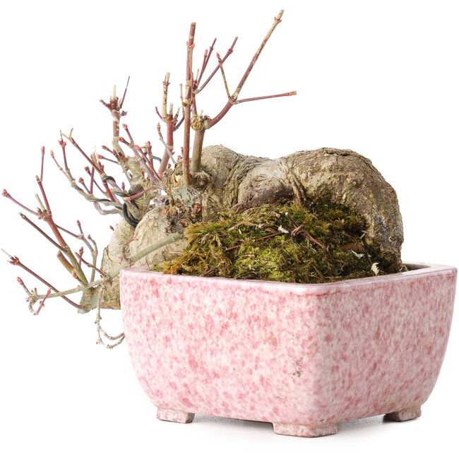 Acer palmatum, 8,5 cm, ± 20 Jahre alt