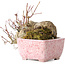 Acer palmatum, 8,5 cm, ± 20 jaar oud