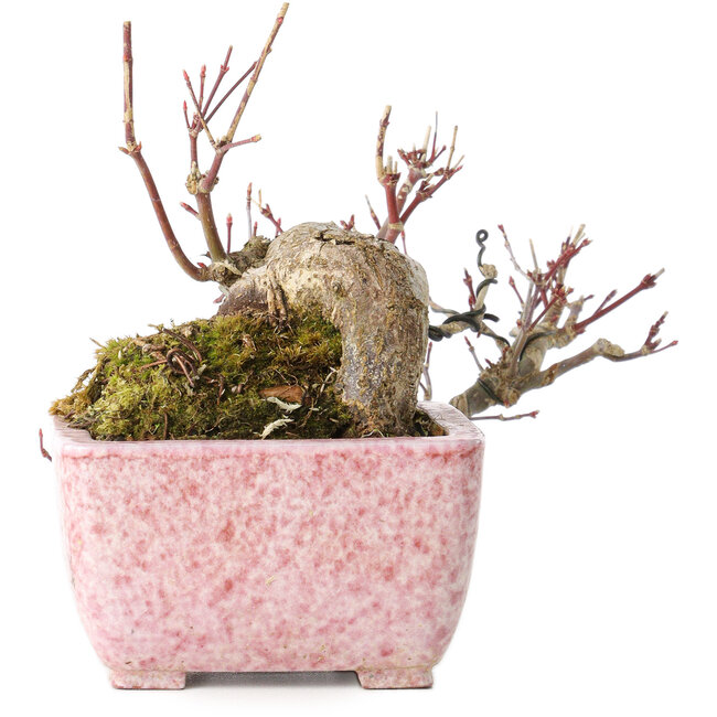 Acer palmatum, 8,5 cm, ± 20 jaar oud