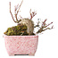 Acer palmatum, 8,5 cm, ± 20 jaar oud