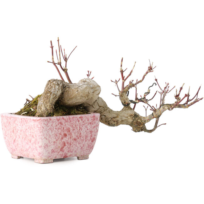 Acer palmatum, 8,5 cm, ± 20 anni