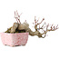 Acer palmatum, 8,5 cm, ± 20 jaar oud