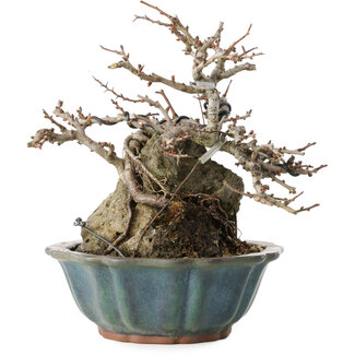 Chaenomeles speciosa Chojubai, 16 cm, ± 20 años