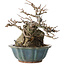 Chaenomeles speciosa Chojubai, 16 cm, ± 20 años