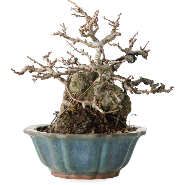 Chaenomeles speciosa Chojubai, 16 cm, ± 20 ans