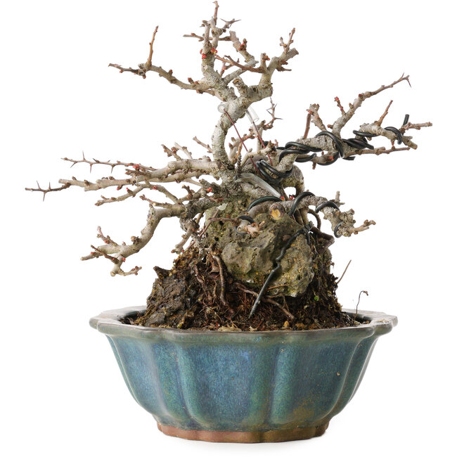 Chaenomeles speciosa Chojubai, 16 cm, ± 20 jaar oud
