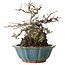 Chaenomeles speciosa Chojubai, 16 cm, ± 20 años