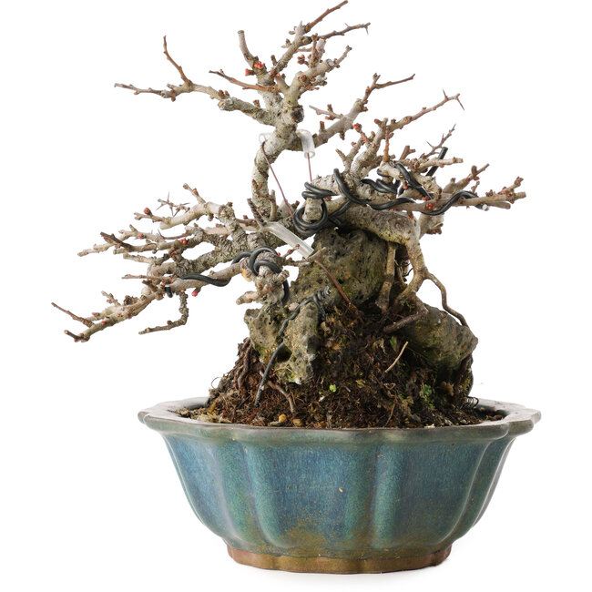 Chaenomeles speciosa Chojubai, 16 cm, ± 20 años