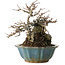 Chaenomeles speciosa Chojubai, 16 cm, ± 20 años