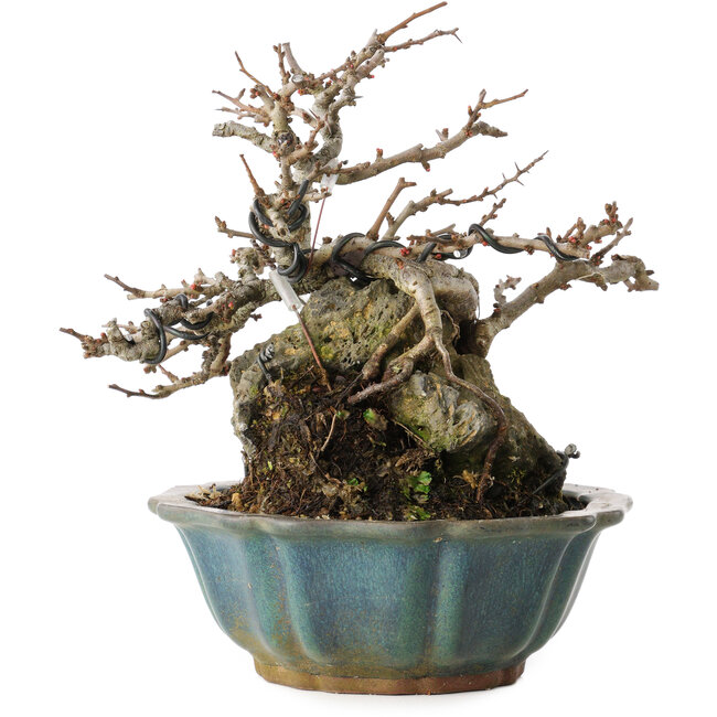 Chaenomeles speciosa Chojubai, 16 cm, ± 20 jaar oud