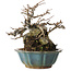 Chaenomeles speciosa Chojubai, 16 cm, ± 20 años