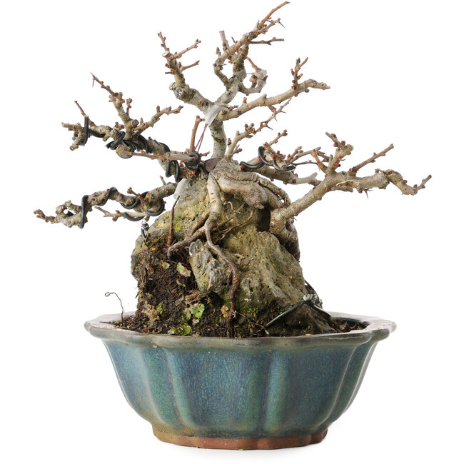 Chaenomeles speciosa Chojubai, 16 cm, ± 20 Jahre alt