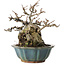 Chaenomeles speciosa Chojubai, 16 cm, ± 20 años