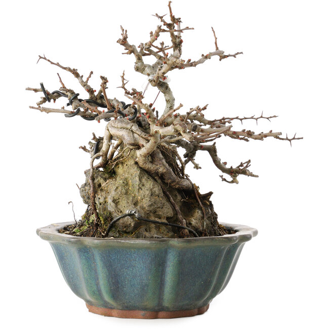 Chaenomeles speciosa Chojubai, 16 cm, ± 20 Jahre alt