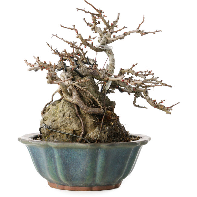 Chaenomeles speciosa Chojubai, 16 cm, ± 20 ans