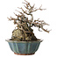 Chaenomeles speciosa Chojubai, 16 cm, ± 20 años
