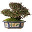 Trachelospermum asiaticum, 15 cm, ± 40 ans, dans un pot chinois antique fait main de l'époque Kanto
