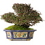 Trachelospermum asiaticum, 15 cm, ± 40 jaar oud, in een handgemaakte antieke Chinese pot uit het Kanto-tijdperk