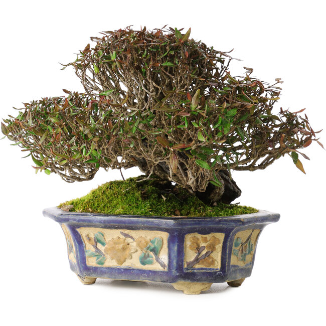 Trachelospermum asiaticum, 15 cm, ± 40 Jahre alt, in einem handgefertigten antiken chinesischen Topf aus der Kanto-Ära