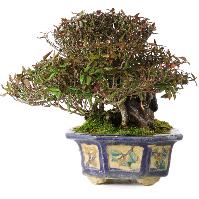 Trachelospermum asiaticum, 15 cm, ± 40 years old, in a handmade antique Chinese pot from the Kanto era