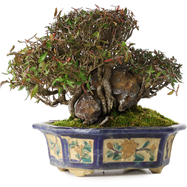 Trachelospermum asiaticum, 15 cm, ± 40 years old, in a handmade antique Chinese pot from the Kanto era