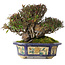 Trachelospermum asiaticum, 15 cm, ± 40 ans, dans un pot chinois antique fait main de l'époque Kanto