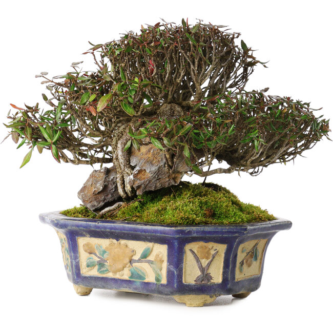 Trachelospermum asiaticum, 15 cm, ± 40 anni, in un antico vaso cinese fatto a mano dell'era Kanto