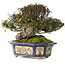 Trachelospermum asiaticum, 15 cm, ± 40 ans, dans un pot chinois antique fait main de l'époque Kanto