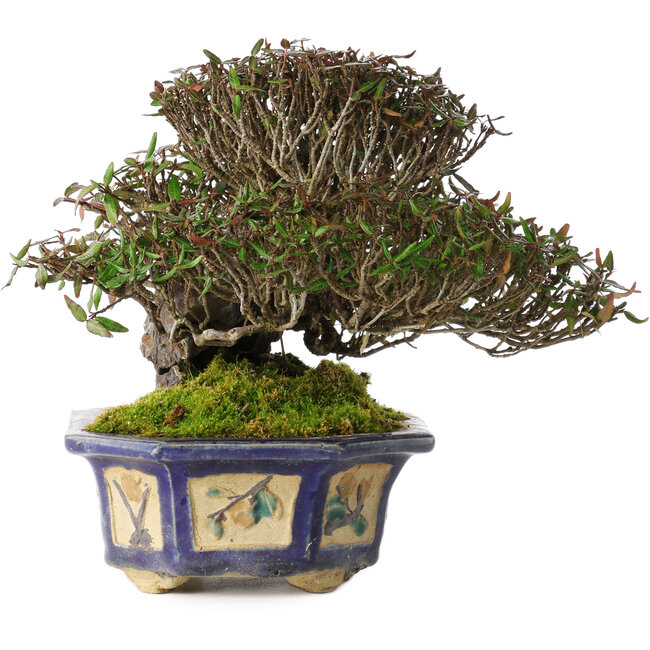 Trachelospermum asiaticum, 15 cm, ± 40 Jahre alt, in einem handgefertigten antiken chinesischen Topf aus der Kanto-Ära