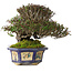 Trachelospermum asiaticum, 15 cm, ± 40 jaar oud, in een handgemaakte antieke Chinese pot uit het Kanto-tijdperk