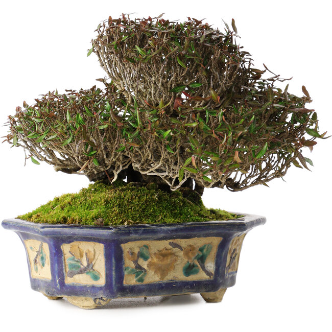 Trachelospermum asiaticum, 15 cm, ± 40 jaar oud, in een handgemaakte antieke Chinese pot uit het Kanto-tijdperk