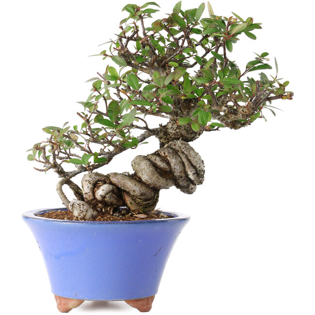 Pyracantha, 22 cm, ± 25 years old