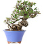 Pyracantha, 22 cm, ± 25 years old