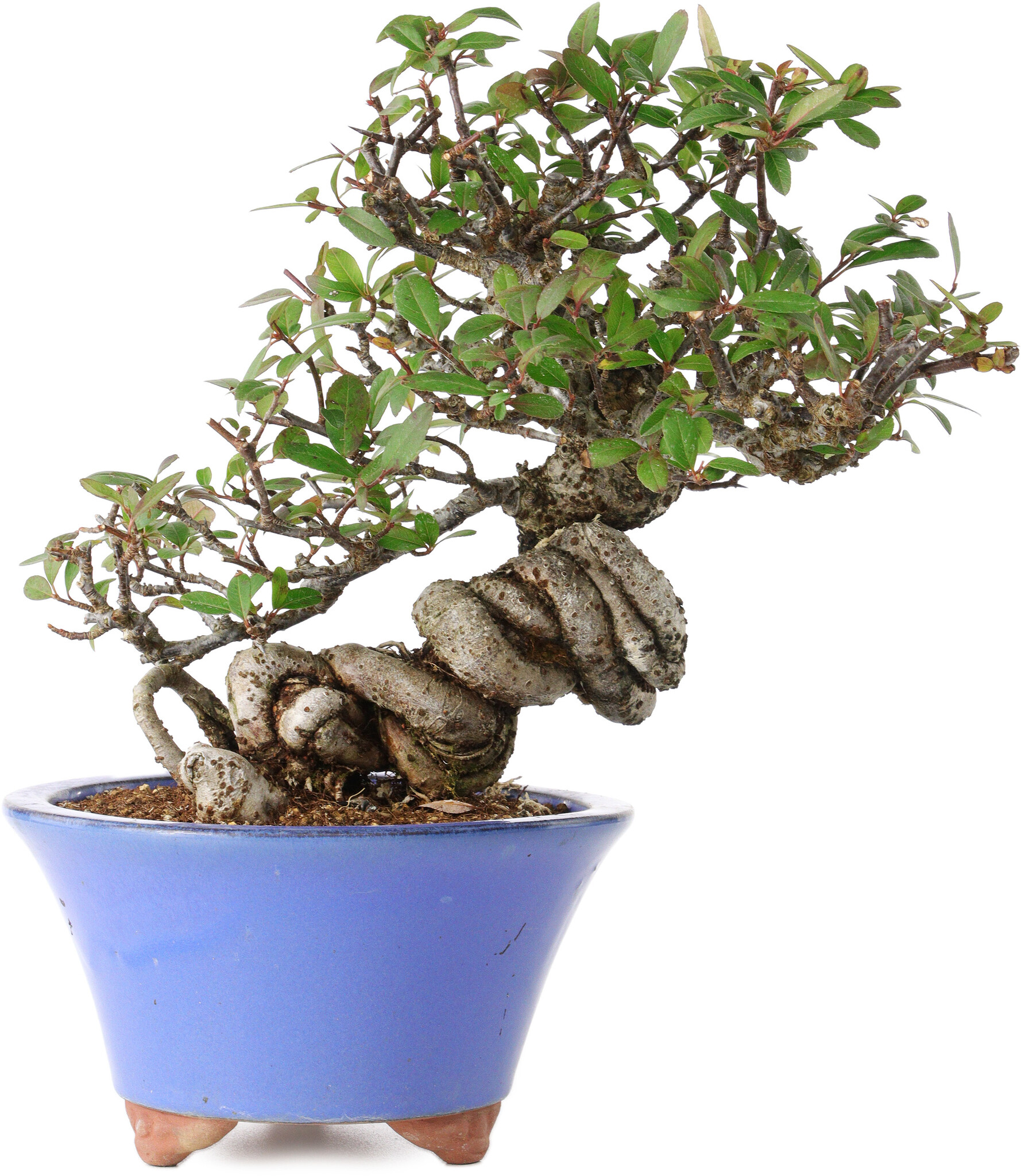 ebook bonsai Bonsai Guide eBook main image 0