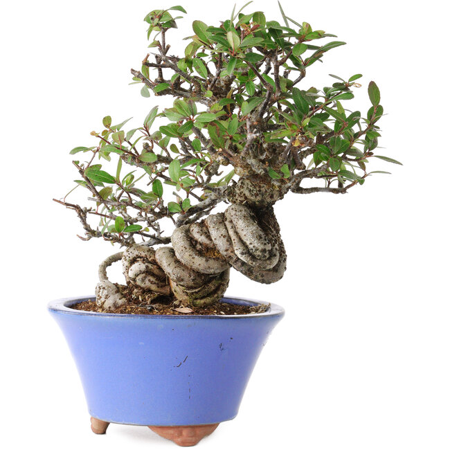 Pyracantha, 22 cm, ± 25 años