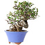 Pyracantha, 22 cm, ± 25 years old