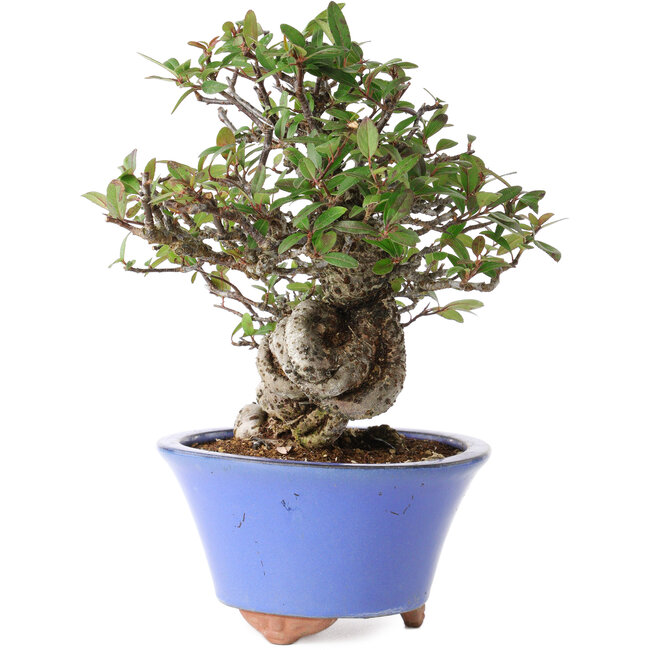 Pyracantha, 22 cm, ± 25 años