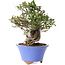 Pyracantha, 22 cm, ± 25 years old