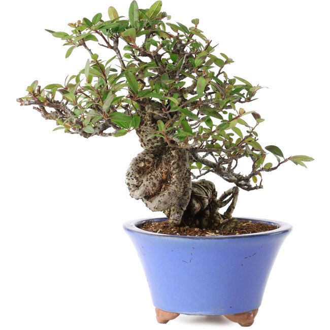 Pyracantha, 22 cm, ± 25 ans