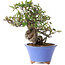 Pyracantha, 22 cm, ± 25 years old