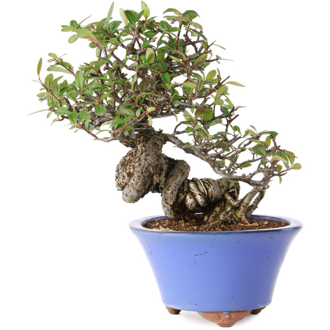 Pyracantha, 22 cm, ± 25 ans