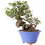Pyracantha, 22 cm, ± 25 years old